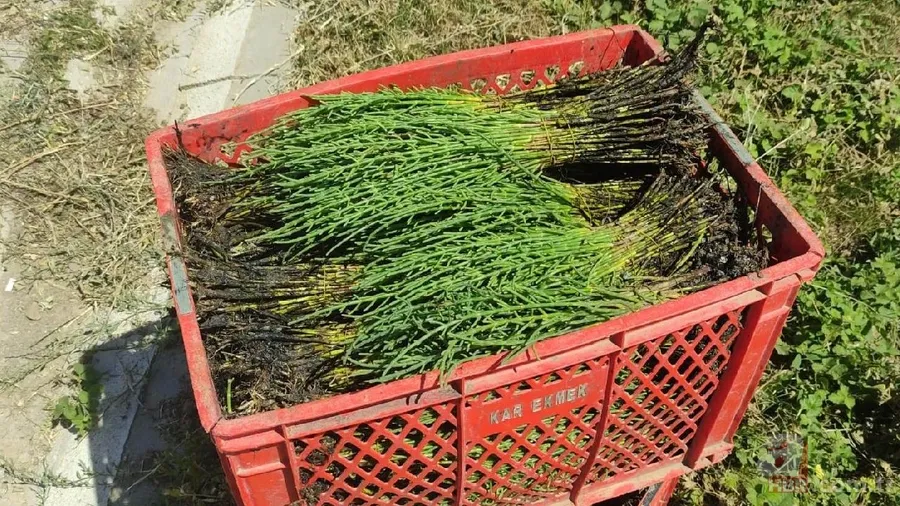 Kan grubuna göre nasıl beslenilmeli? O yeşilliklere dikkat 8