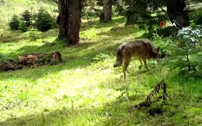 Bozkurt böyle görüntülendi