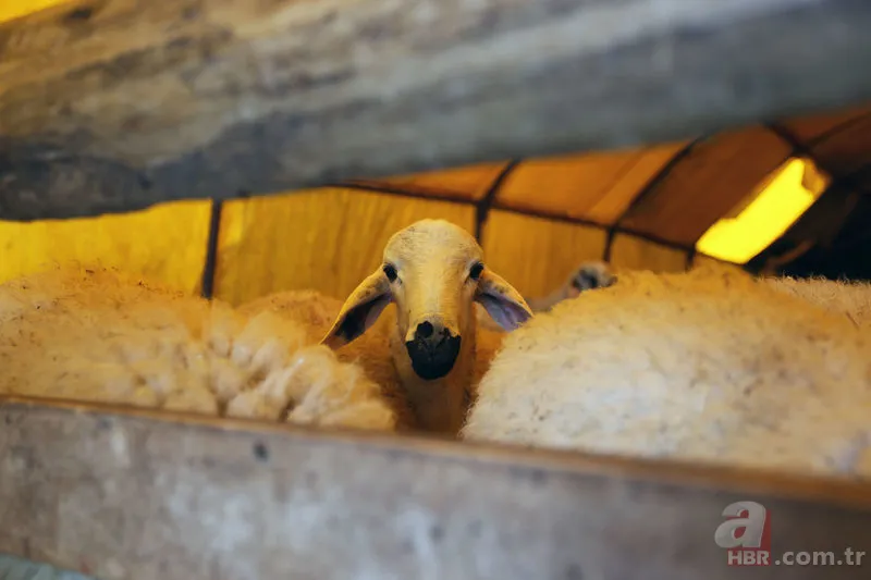 Kurban kesen kişinin yapması gerekenler nelerdir? Kurban kestikten sonra kılınan namaz kaç rekat? 10