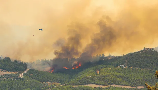 Fidan bağışı nasıl yapılır? TEMA 1 fidan fiyatı kaç TL? Yangın bölgeleri için fidan bağışı nasıl yapılır?