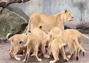 Hayvanat bahçesinden kan donduran çağrı: Evcil hayvanlarınızı yırtıcılara yem yapalım