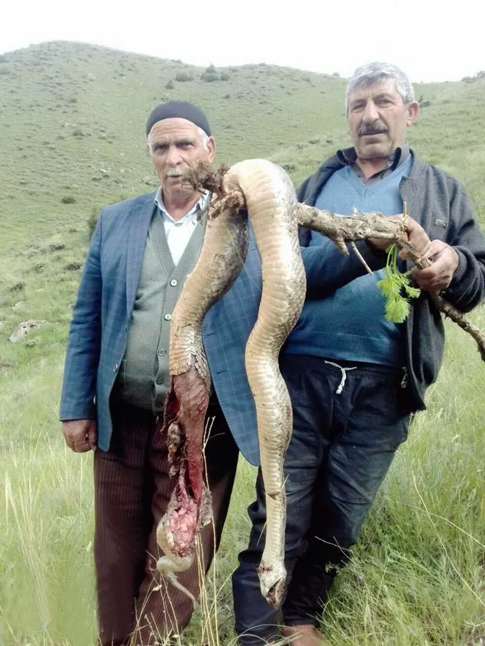 Engerek yılanları köylülerin korkulu rüyası haline geldi! - 1