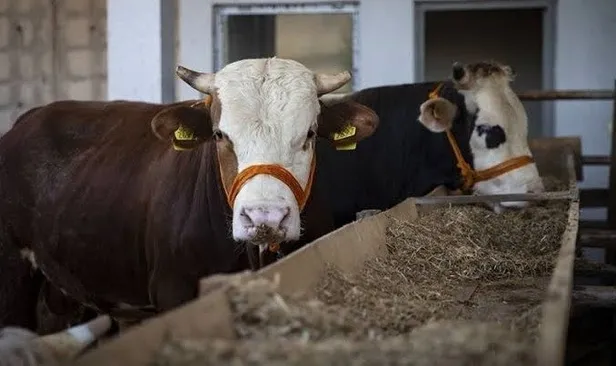 Kurban Bayramı tatili ne zaman, kaç gün olacak? Kurban Bayramı tatili hangi gün başlayacak 2023? - 1