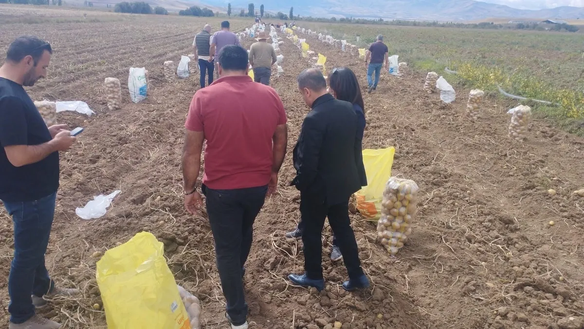 Tercan’da patates hasadı başladı! Üreticiler tarlalarda yoğun mesaiye başladı