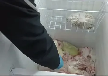 Samsun'da dondurucuda silah ele geçirildi