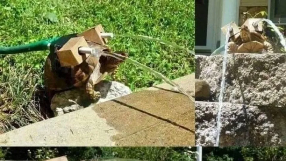 Hayvanlar dünyasının birbirinden eğlenceli halleri