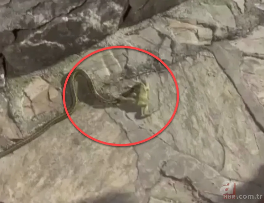 Yılan kurbağa avladı! Ağzıyla yuvasına çekerken… 1