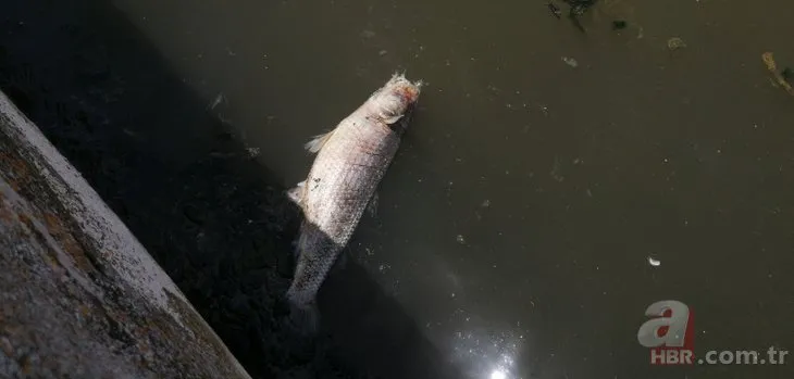 Ölü balıklar kıyıya vurdu! Büyükçekmece Gölü’nün içler acısı hali