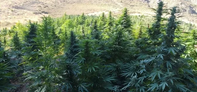 Evin çatısına kenevir ekti