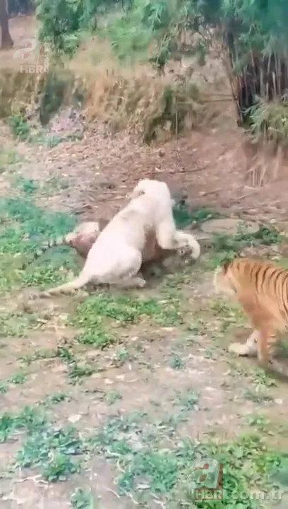 Beyaz aslan ve kaplanın karşılaşması nefesleri kesti! (Aslan Kaplan kavgası) 11