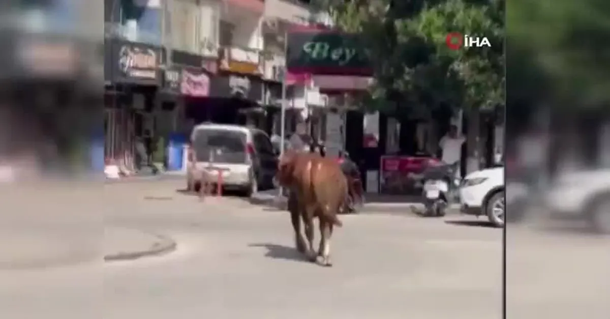 Sıcaktan bunaldı! Tosun klimalı dükkana girerek böyle serinledi