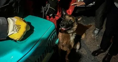 İzmir'de enkazda K-9 köpeği kediyi kurtardı