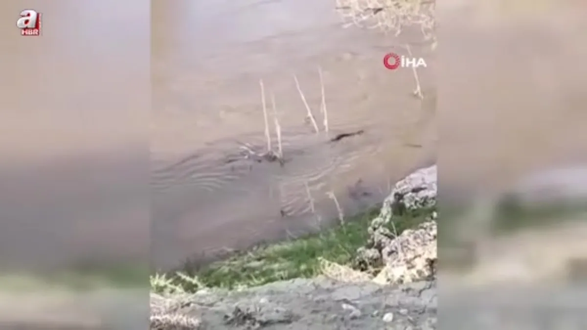 Erzurum Aşkale'de su samuru görüntülendi