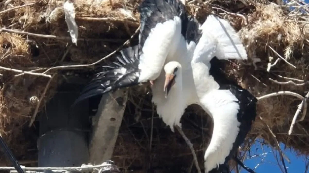 Yuvasına takılı kalan leylek böyle kurtarıldı