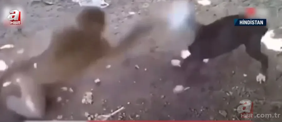 Köpekler aniden etrafını sardı! Dakikalarca ölüm kalım mücadelesi verdi ama... 16