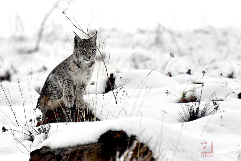 Nesli tehlike altındaki Kafkas vaşağı gündüz avlanırken görüntülendi! Vahşi doğa belgesellerini aratmadı 3