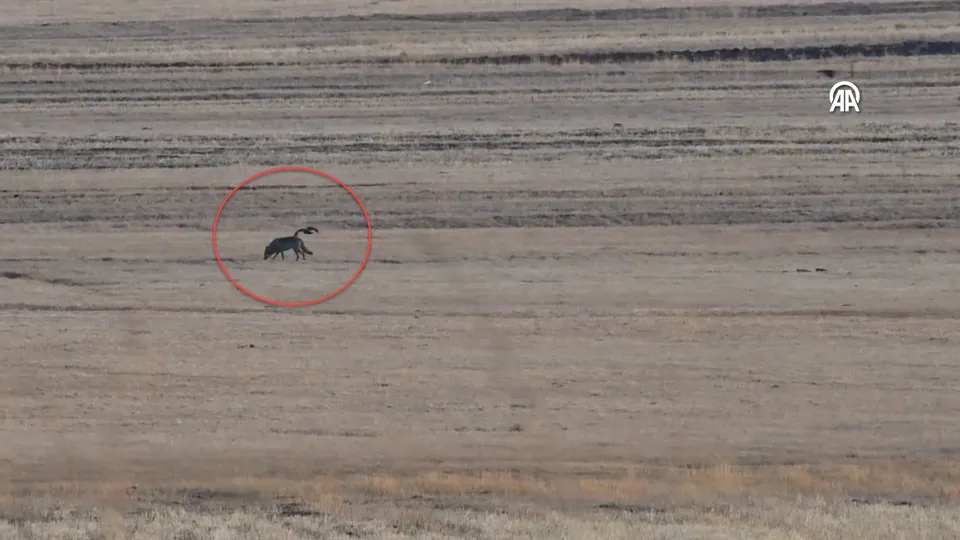 Kırsalda kurt ve vaşak görüntülendi