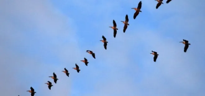 Bursa'da pelikan sürüsü görüntülendi