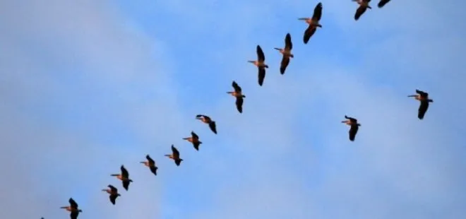 Bursa’da pelikan sürüsü görüntülendi