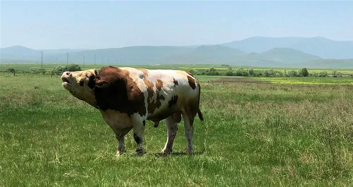 Kars’ta kurbanlık 1.5 tonluk 'Paşa' 45 bin liradan satışa çıkarıldı - 3