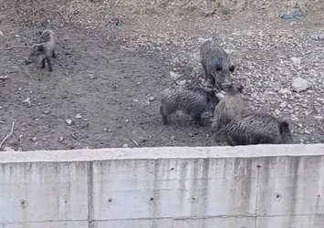 Görüntüler İstanbul'dan! Aç kalan domuzlar şehir merkezine indi