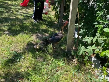 Kesmek için aldı kümese gidince şoke oldu! Bu horozu görenler gözlerine inanamıyor