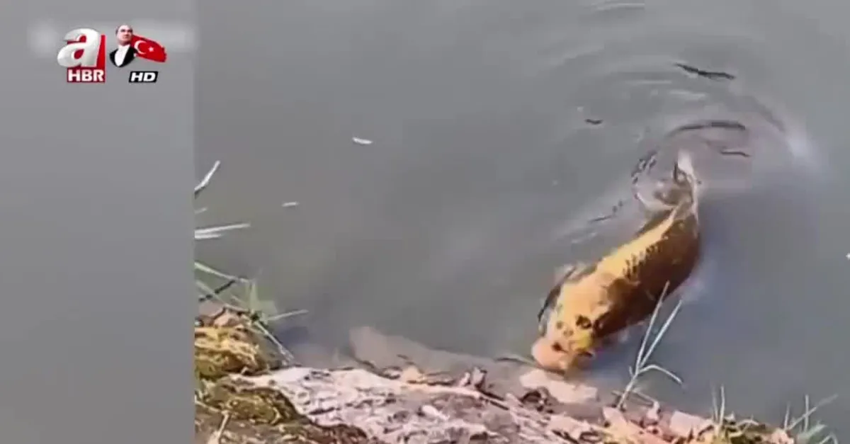 İnsan yüzlü balık bulundu!