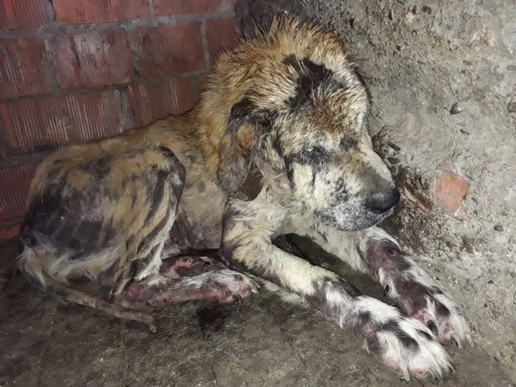 Bir deri bir kemik kalmıştı! Köpeğin son halini gören gözlerine inanamadı