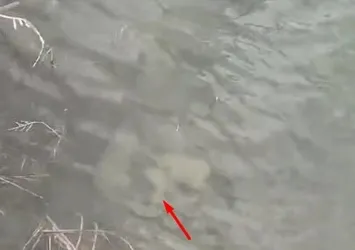 Vicdan sızlatan olay! Yavru köpeklerin boynuna taş bağlayıp suya attılar