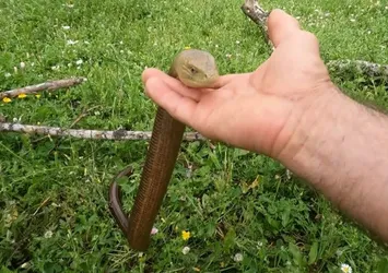 Herkes yılan sandı! Eliyle yakalayıp sevdi