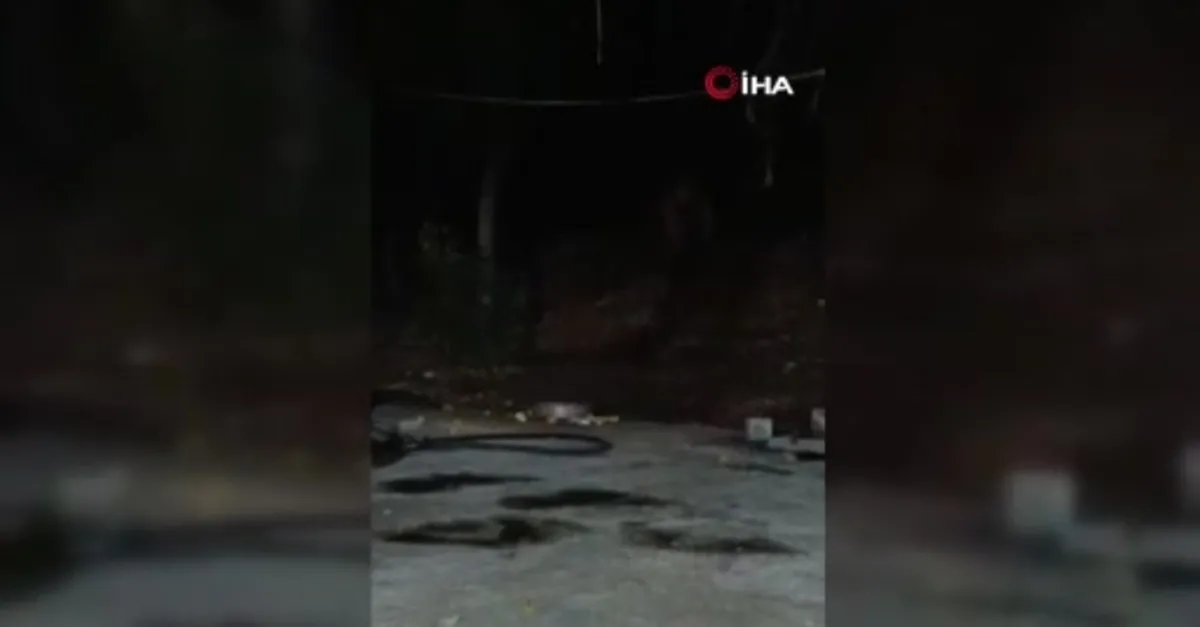 Bingöl'de şantiye alanına ayı girdi