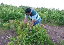Kilosu 600 liradan alıcı buluyor! Malatya’da üzüm üreticisinin yüzü gülüyor