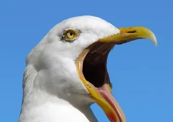 Martı gürültü yapıyor karım çok konuşuyor!