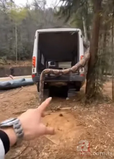 Bu görüntüler dehşete düşürdü! Dev anakonda arabayı sardı 14