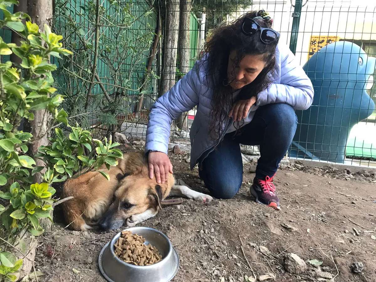 Almanya’da köpek sahiplerinden 429,7 milyon euro vergi: Mainz’da yıllık 186 euro, bazı ırklarda 1.660 euro - 3