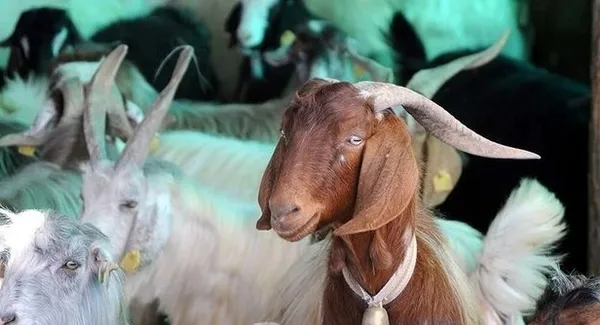 Kurban Bayramı 2023 ne zaman, hangi güne denk geliyor? Kurban Bayramı tatili 9 gün olur mu, kaç gün sürecek?