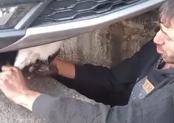 Sanayide 'tavşan' kurtarma operasyonu!
