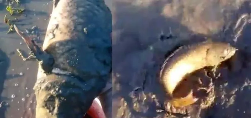 Sel suları çekilince tarlasından sazan çıktı