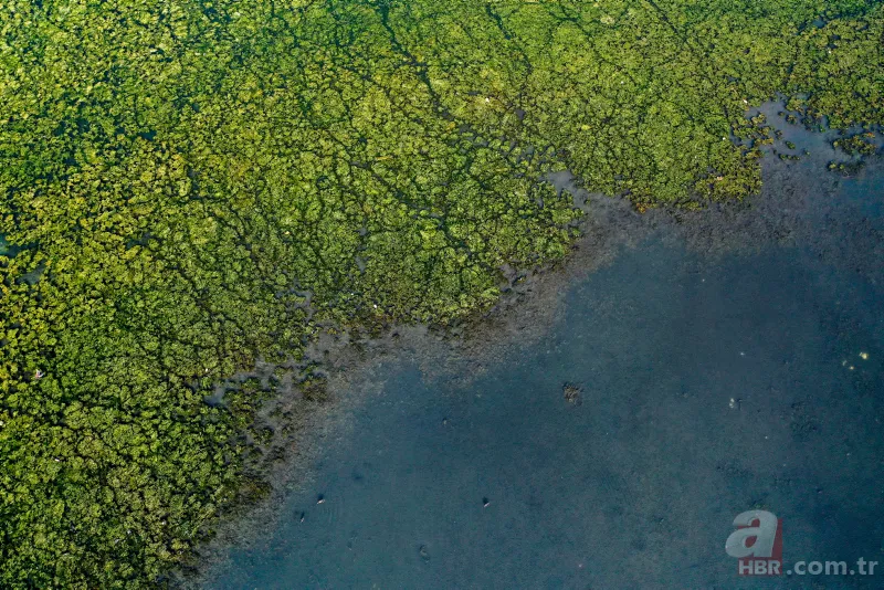 CHP'li Tunç Soyer'in "Yüzülebilir hale gelecek" dediği İzmir Körfezi çevre felaketi uyarısı veriyor 22
