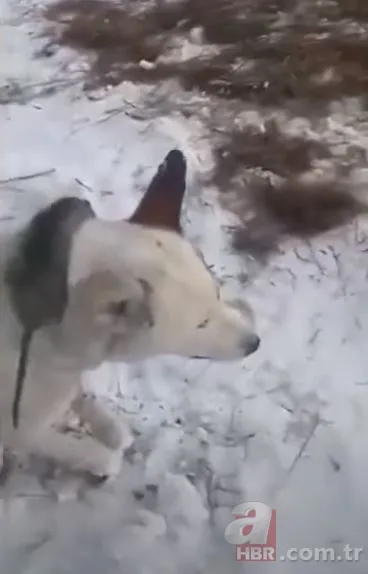 Görüntüler Türkiye'den! Kirpikleri ve sakalı soğuktan dondu 22