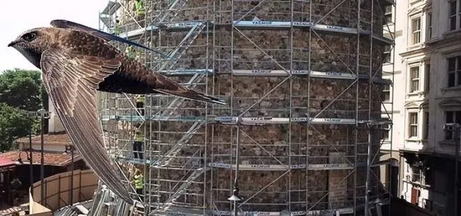 Galata Kulesi’nin restorasyon çalışmalarına Ebabil kuşları için ara verildi