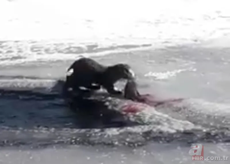 O ilimizde kıyıya yaklaşınca fark edildi! Hemen telefona sarıldılar 12