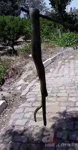 Satılık otomobilden çıkan şoke etti! 8