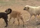 Başıboş köpekler neden saldırıyor?