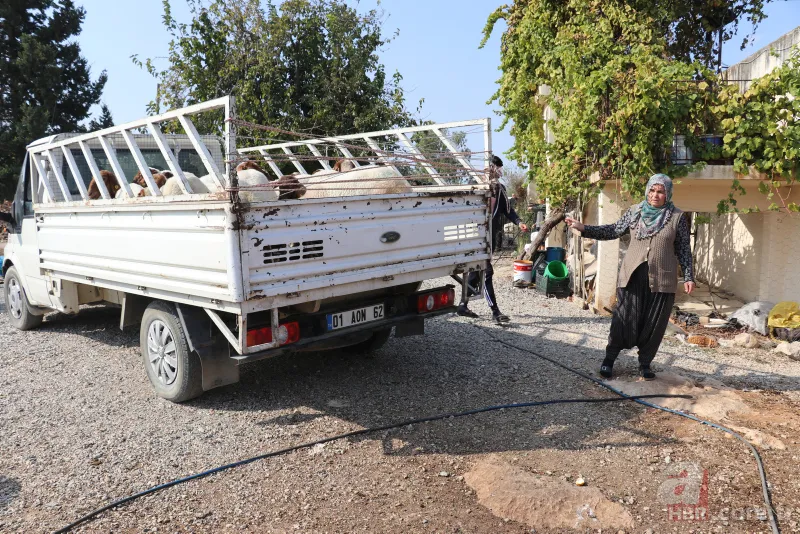 Adana'da koyunları çalınan Ayşe teyzenin gözyaşları dindi 2