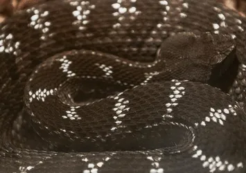 Uzmanı uyardı: Yılan sokmalarında yanlış müdahaleler hayati risk taşıyor!