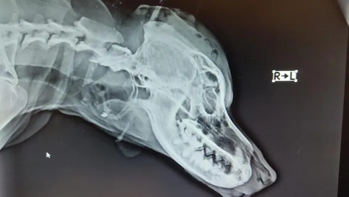 İstanbul'da vicdanları sarsan olay! Köpeğin kafasını sopayla kırdı - 4