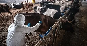 37 mahallede şap karantinası!