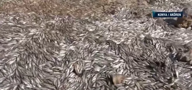 Konya’da May Barajı’nda sular çekildi! Balıklar telef oldu