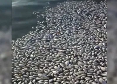 İzmir körfezi can çekişiyor!